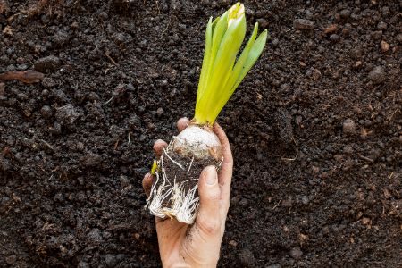 bollenplanter bollenplanter