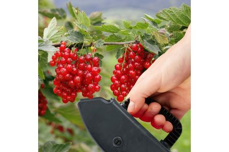 bessen plukker bessen plukker